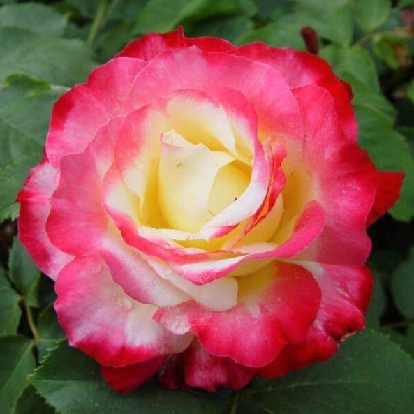 Double Delight ® Hybrid Tea Roses garden rose bushes potted or bare root plants