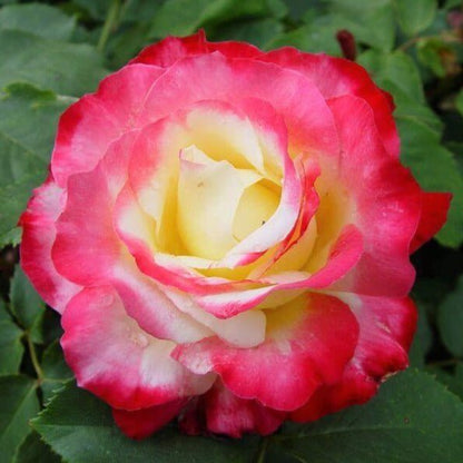 Double Delight ® Hybrid Tea Roses garden rose bushes potted or bare root plants