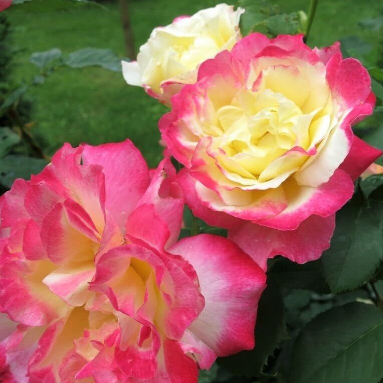 Double Delight ® Hybrid Tea Roses garden rose bushes potted or bare root plants