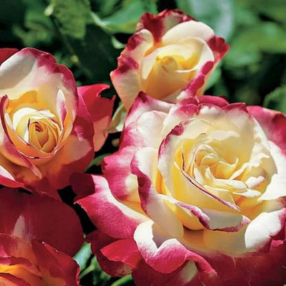 Double Delight ® Hybrid Tea Roses garden rose bushes potted or bare root plants