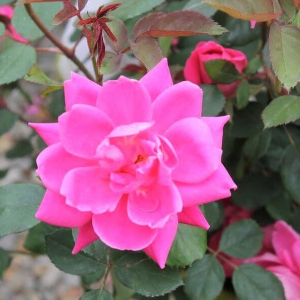 Double Pink Knock Out ®' Floribunda Roses garden rose bushes potted or bare root plants