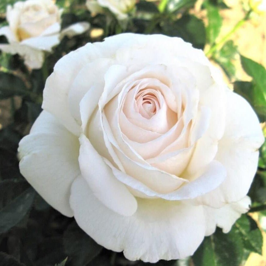Elvis ® Plants garden rose bushes potted or bare root plants