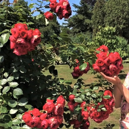Florentina ® Climbing Roses garden rose bushes potted or bare root plants