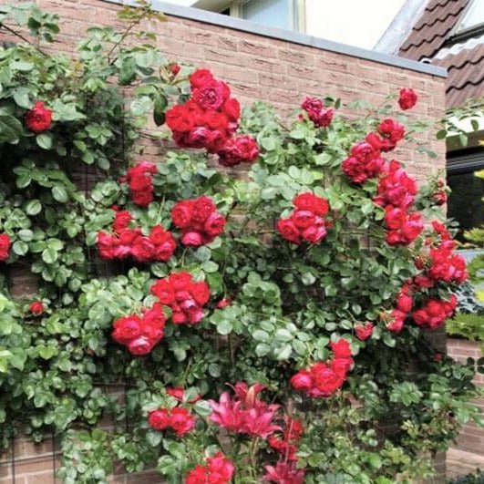 Florentina ® Climbing Roses garden rose bushes potted or bare root plants