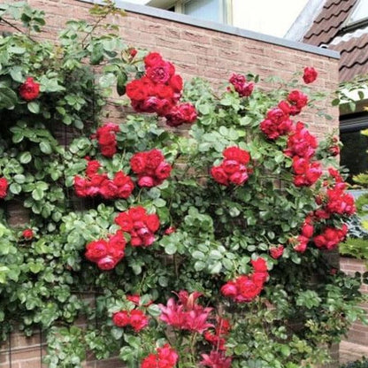 Florentina ® Climbing Roses garden rose bushes potted or bare root plants