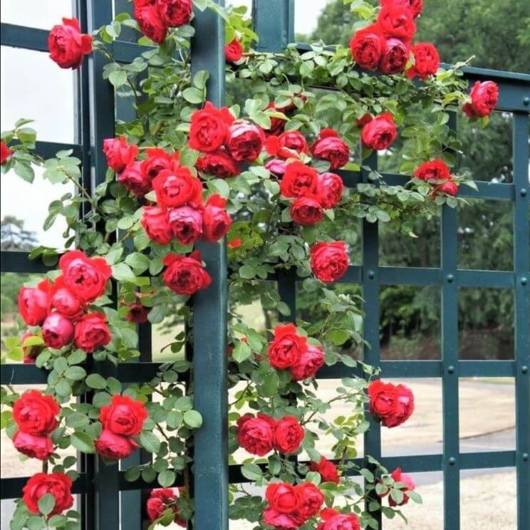 Florentina ® Climbing Roses garden rose bushes potted or bare root plants
