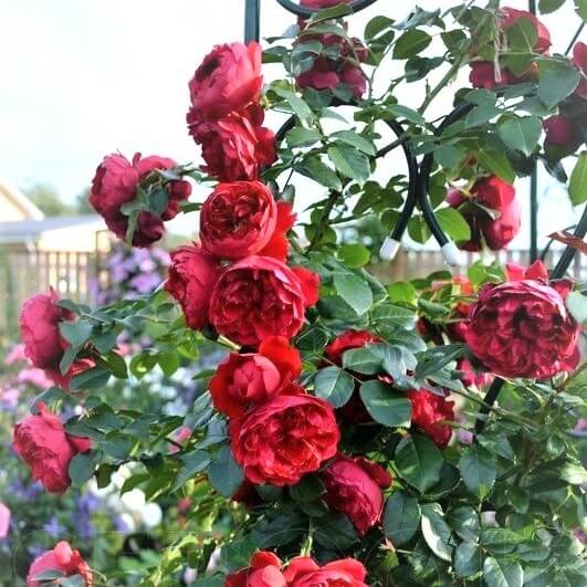 Florentina ® Climbing Roses garden rose bushes potted or bare root plants