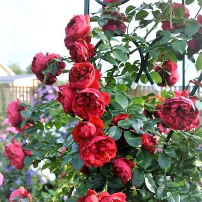 Florentina ® Climbing Roses garden rose bushes potted or bare root plants