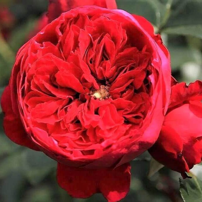 Florentina ® Climbing Roses garden rose bushes potted or bare root plants