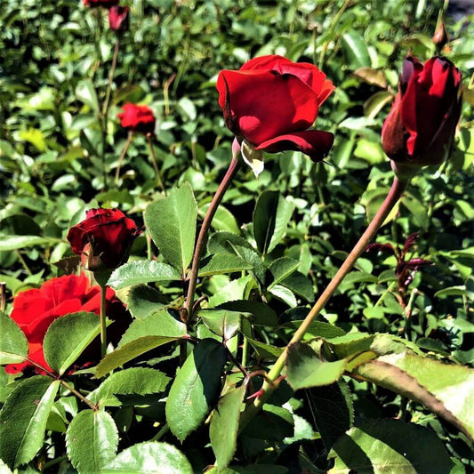 Foc de Tabara ® Floribunda Roses garden rose bushes potted or bare root plants