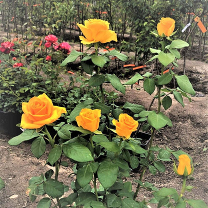 Frisco ® Hybrid Tea Roses garden rose bushes potted or bare root plants