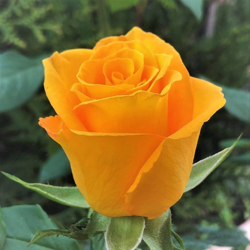 Frisco ® Hybrid Tea Roses garden rose bushes potted or bare root plants