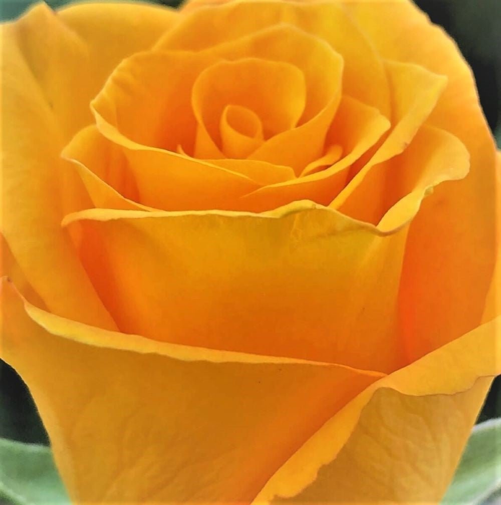 Frisco ® Hybrid Tea Roses garden rose bushes potted or bare root plants