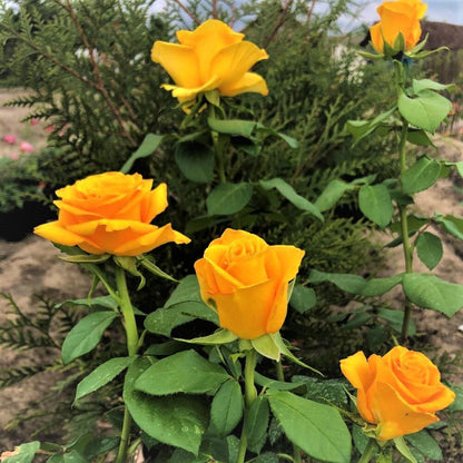 Frisco ® Hybrid Tea Roses garden rose bushes potted or bare root plants