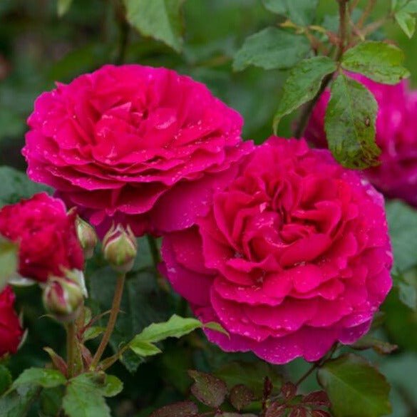 GABRIEL OAK ®' Floribunda Roses garden rose bushes potted or bare root plants