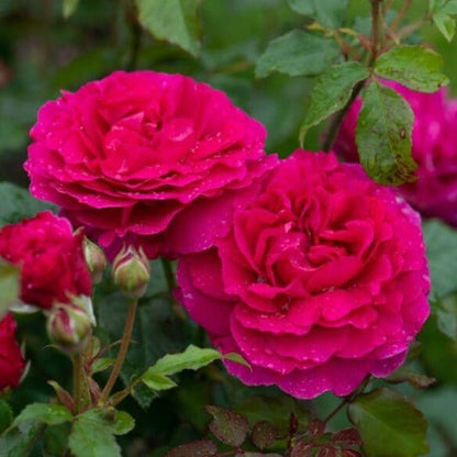 GABRIEL OAK ®' Floribunda Roses garden rose bushes potted or bare root plants