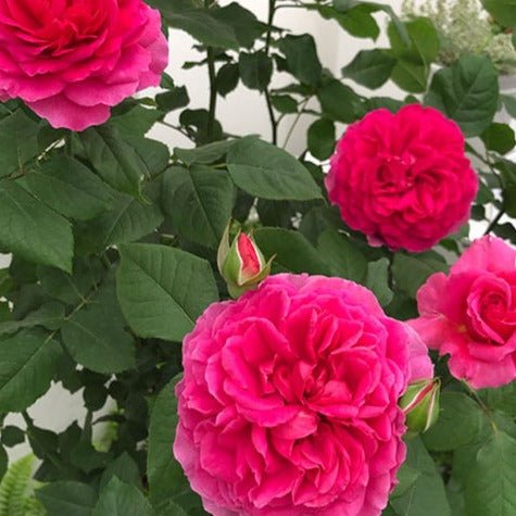 GABRIEL OAK ®' Floribunda Roses garden rose bushes potted or bare root plants