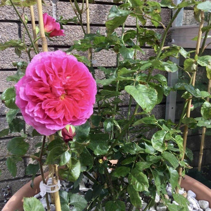 GABRIEL OAK ®' Floribunda Roses garden rose bushes potted or bare root plants