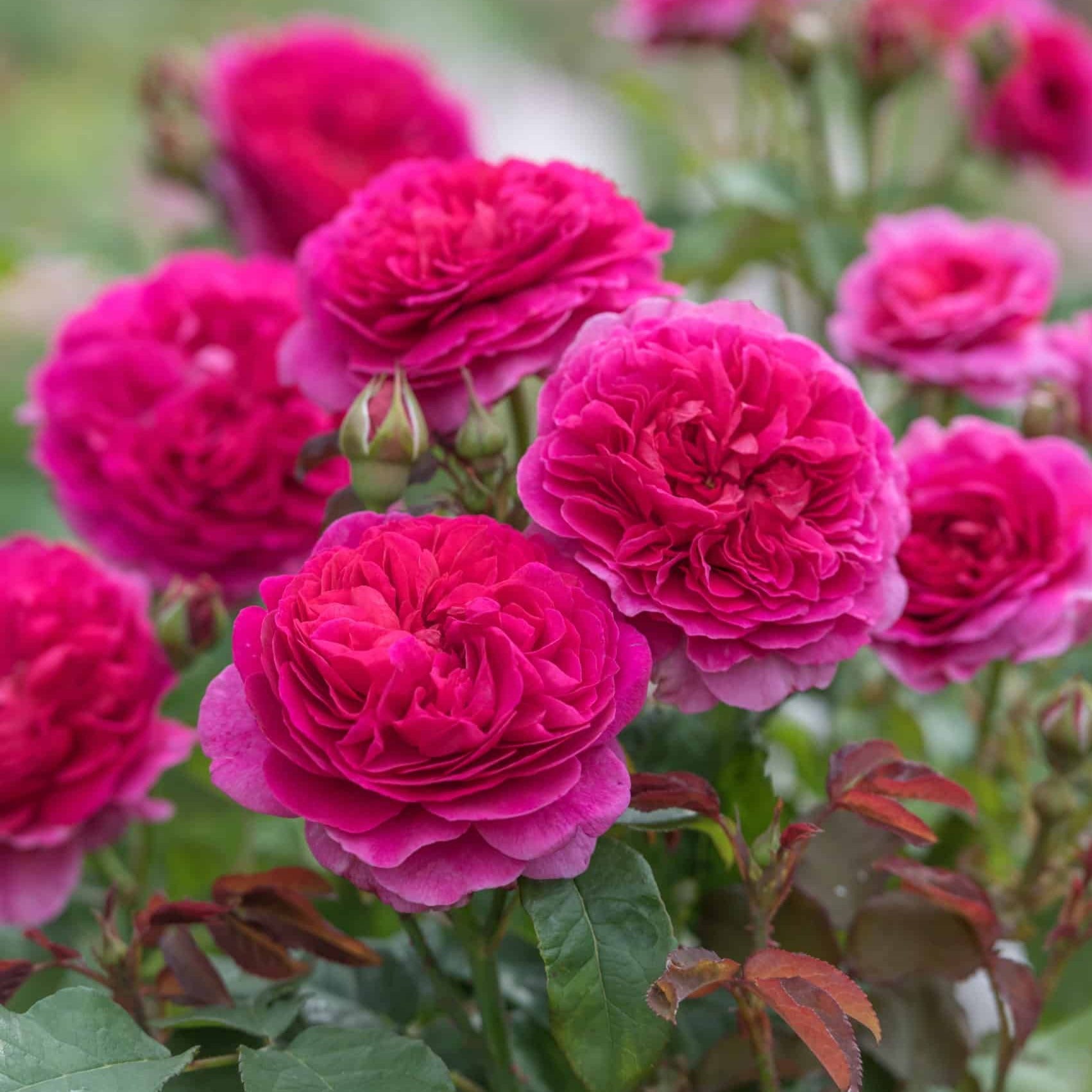 GABRIEL OAK ®' Floribunda Roses garden rose bushes potted or bare root plants