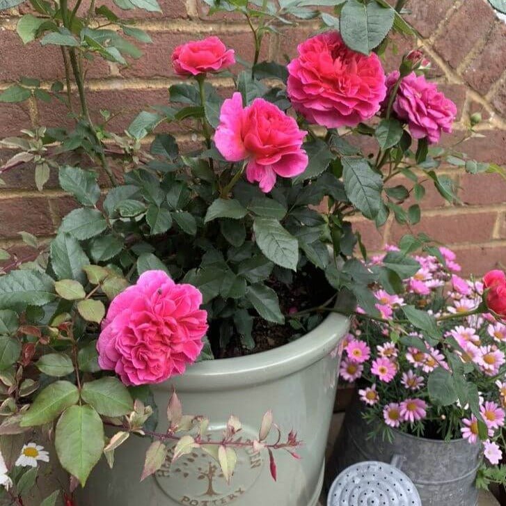 GABRIEL OAK ®' Floribunda Roses garden rose bushes potted or bare root plants