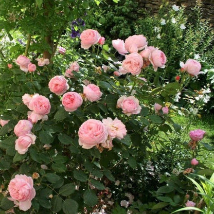 Geoff Hamilton ® Floribunda Roses garden rose bushes potted or bare root plants