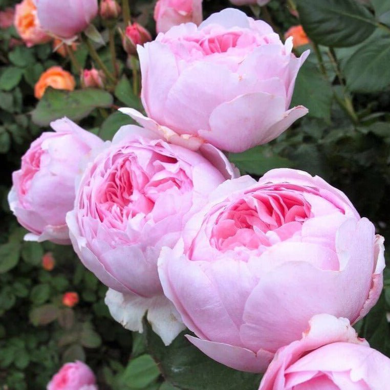 Geoff Hamilton ® Floribunda Roses garden rose bushes potted or bare root plants
