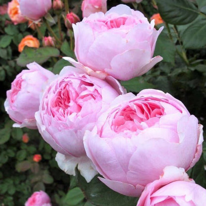 Geoff Hamilton ® Floribunda Roses garden rose bushes potted or bare root plants