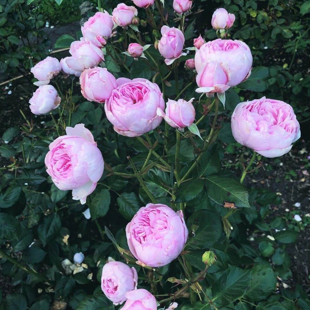 Geoff Hamilton ® Floribunda Roses garden rose bushes potted or bare root plants