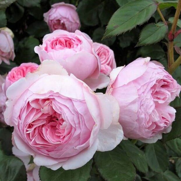 Geoff Hamilton ® Floribunda Roses garden rose bushes potted or bare root plants