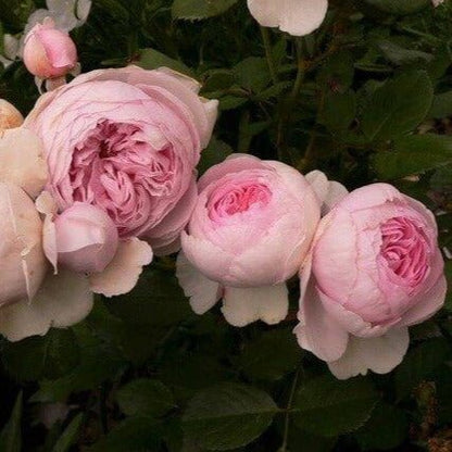 Geoff Hamilton ® Floribunda Roses garden rose bushes potted or bare root plants