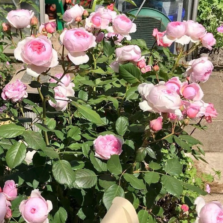 Geoff Hamilton ® Floribunda Roses garden rose bushes potted or bare root plants