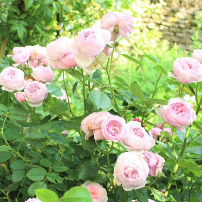 Geoff Hamilton ® Floribunda Roses garden rose bushes potted or bare root plants