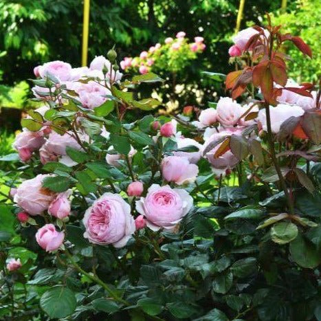 Geoff Hamilton ® Floribunda Roses garden rose bushes potted or bare root plants