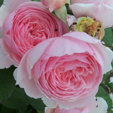 Geoff Hamilton ® Floribunda Roses garden rose bushes potted or bare root plants
