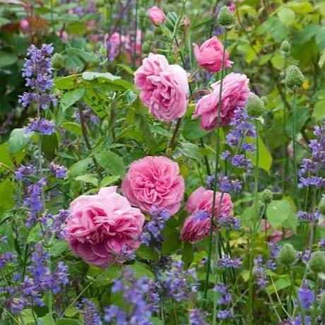 Gertrude Jekyll ® Floribunda Roses garden rose bushes potted or bare root plants