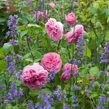 Gertrude Jekyll ® Floribunda Roses garden rose bushes potted or bare root plants