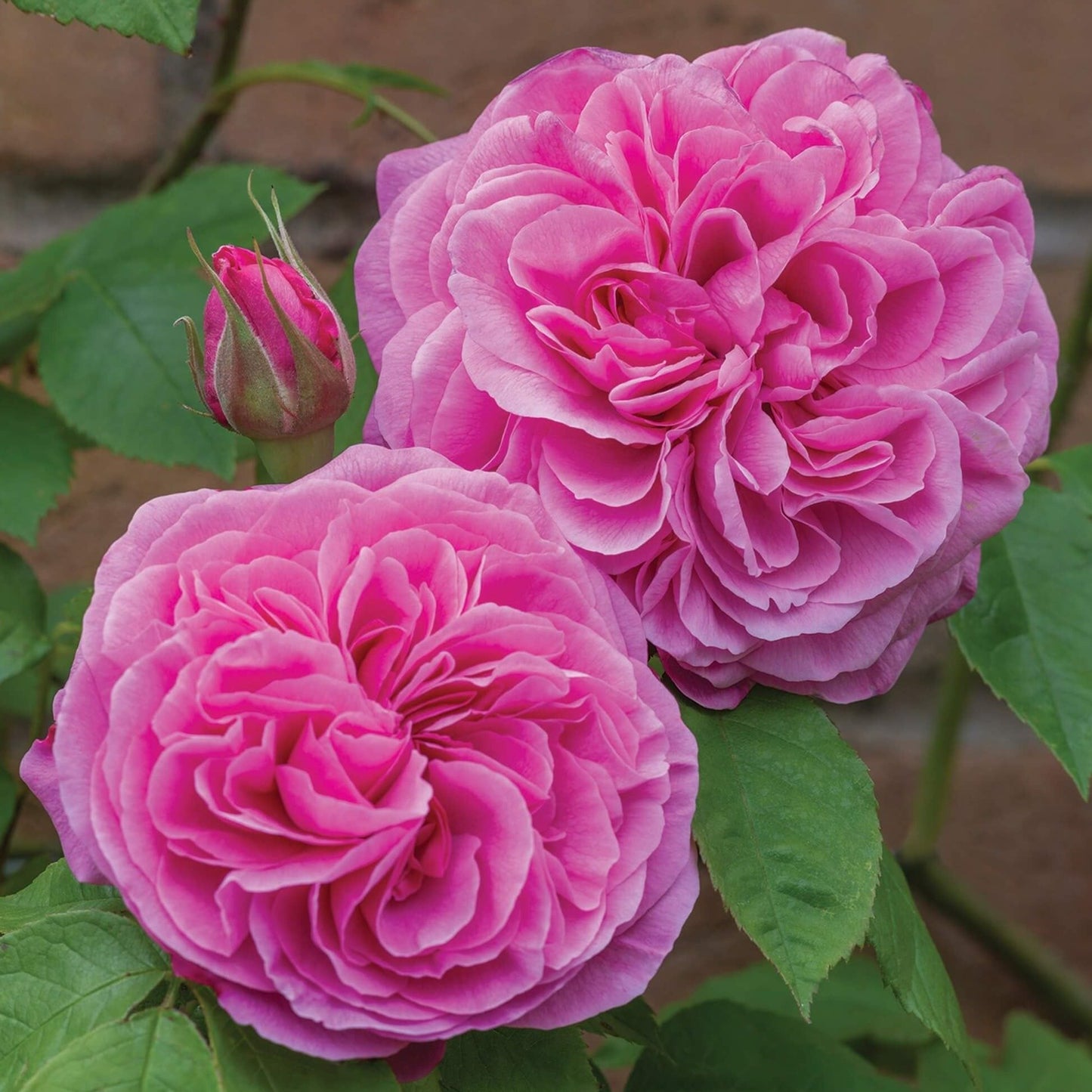 Gertrude Jekyll ® Floribunda Roses garden rose bushes potted or bare root plants