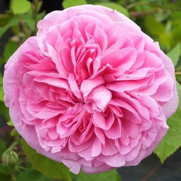 Gertrude Jekyll ® Floribunda Roses garden rose bushes potted or bare root plants