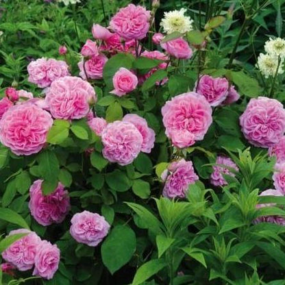 Gertrude Jekyll ® Floribunda Roses garden rose bushes potted or bare root plants