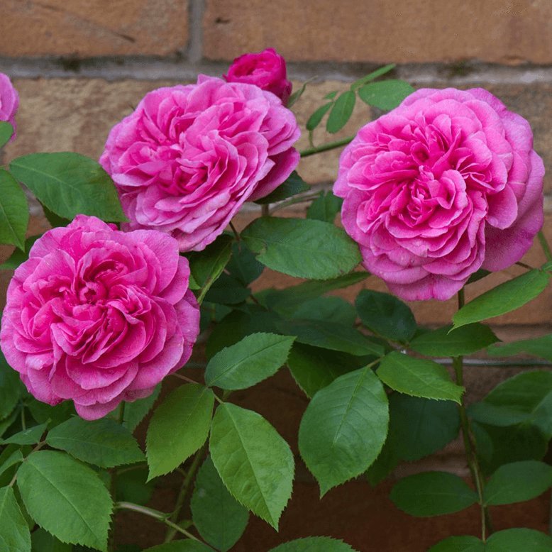 Gertrude Jekyll ® Floribunda Roses garden rose bushes potted or bare root plants