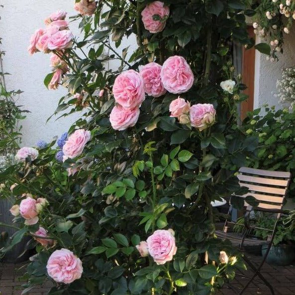 Giardina ® Climbing Roses garden rose bushes potted or bare root plants