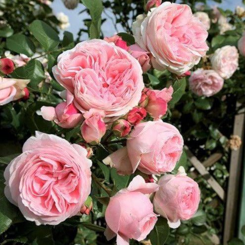 Giardina ® Climbing Roses garden rose bushes potted or bare root plants