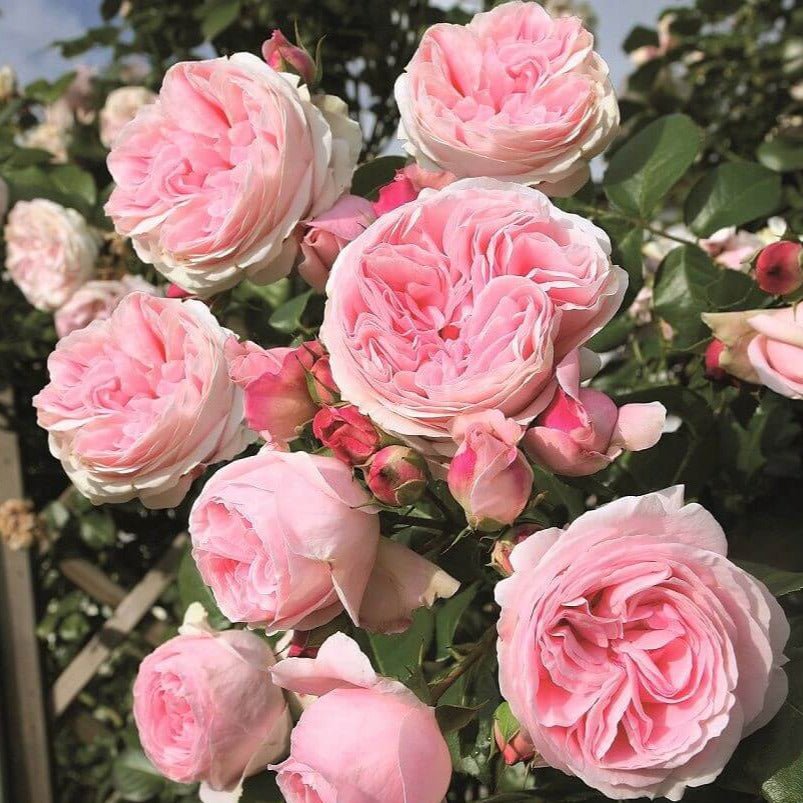 Giardina ® Climbing Roses garden rose bushes potted or bare root plants