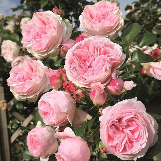 Giardina ® Climbing Roses garden rose bushes potted or bare root plants