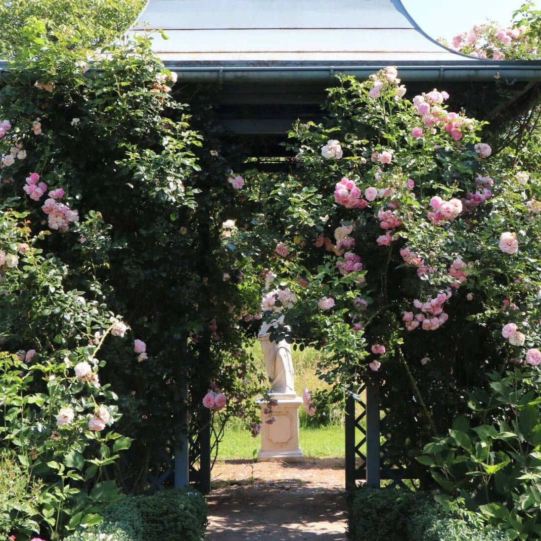 Giardina ® Climbing Roses garden rose bushes potted or bare root plants