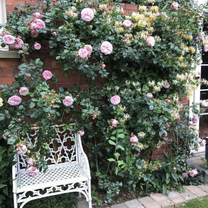 Giardina ® Climbing Roses garden rose bushes potted or bare root plants