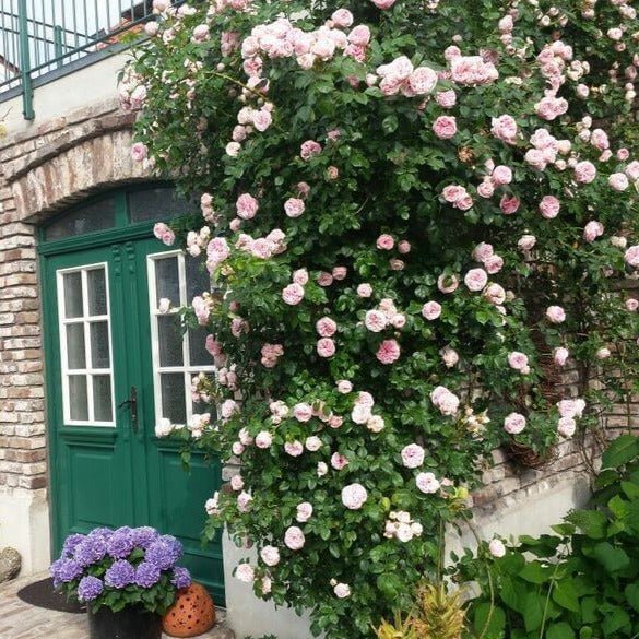 Giardina ® Climbing Roses garden rose bushes potted or bare root plants