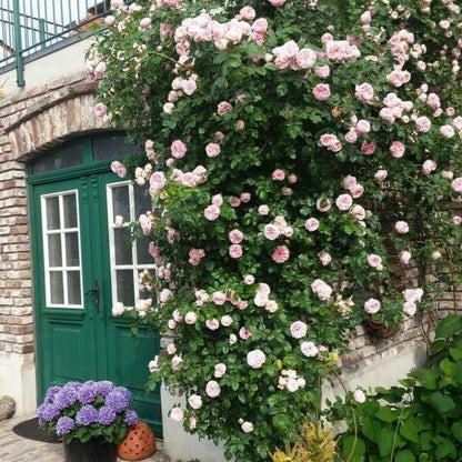 Giardina ® Climbing Roses garden rose bushes potted or bare root plants