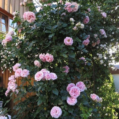 Giardina ® Climbing Roses garden rose bushes potted or bare root plants