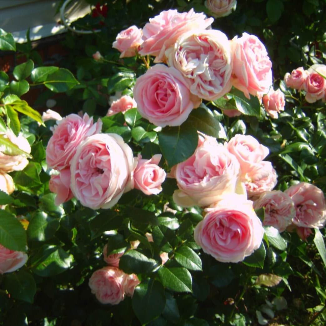 Giardina ® Climbing Roses garden rose bushes potted or bare root plants